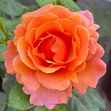 Apricot and Orange Roses