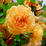 Father's Day Roses