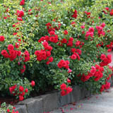 Ground Cover Roses