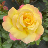 Hybrid Tea Roses