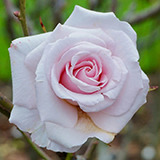 Remembrance Rose