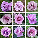 Personalise Your Own Rose