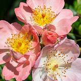 Pollinator Roses