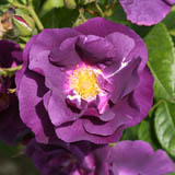 Blue and Purple Roses