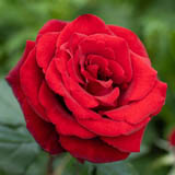 Red Roses