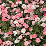 Retirement Roses