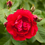 Romantic Roses