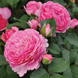 Shrub Roses