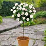 Standard Roses