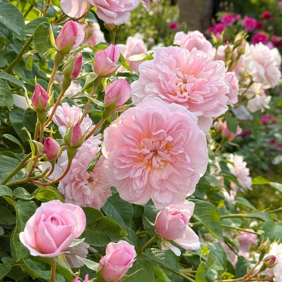 Pink Roses