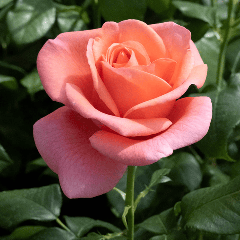 Barkeep Roses Harkness | Bush & Climbing | Potted & Bare Root | Mail Order