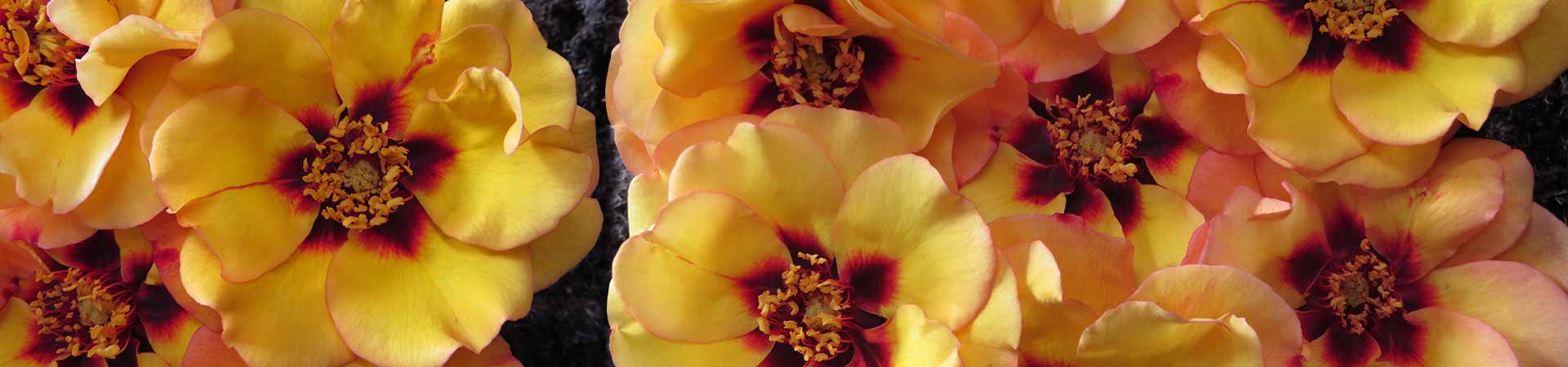 Harkness Rose RSPB 'RazzleBEEdazzle'