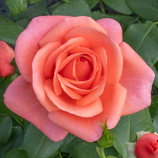 Barkeep Roses Harkness | Bush & Climbing | Potted & Bare Root | Mail Order
