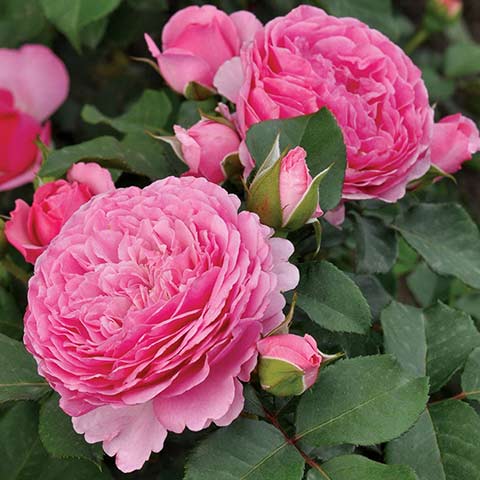 Barkeep Roses Harkness | Bush & Climbing | Potted & Bare Root | Mail Order