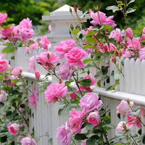 Roses For Special Occasions