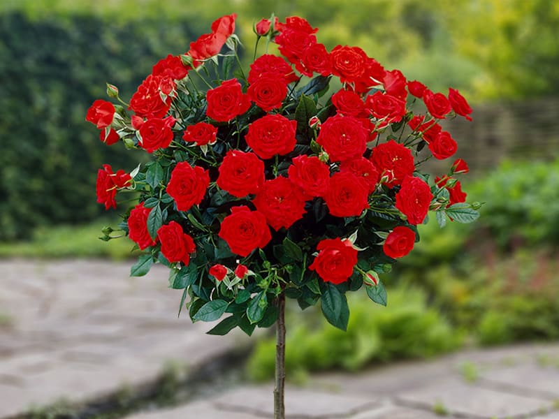 The Essential Guide To Roses | Harkness Roses