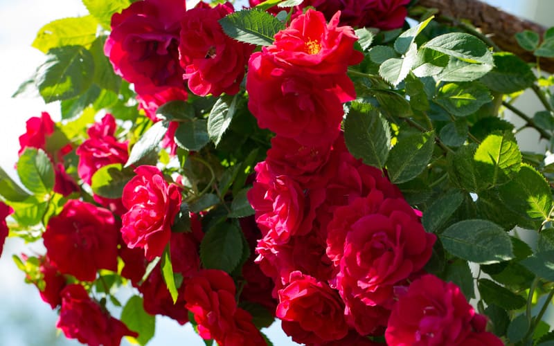 The Essential Guide To Roses | Harkness Roses