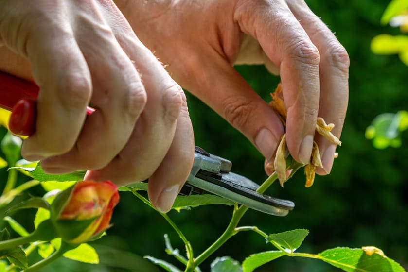 Rose Deadheading