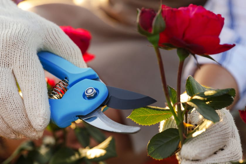 Rose Pruning