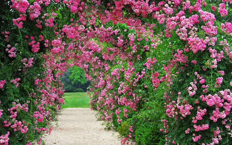 The Essential Guide To Roses | Harkness Roses