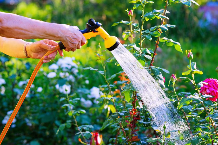 Rose Watering