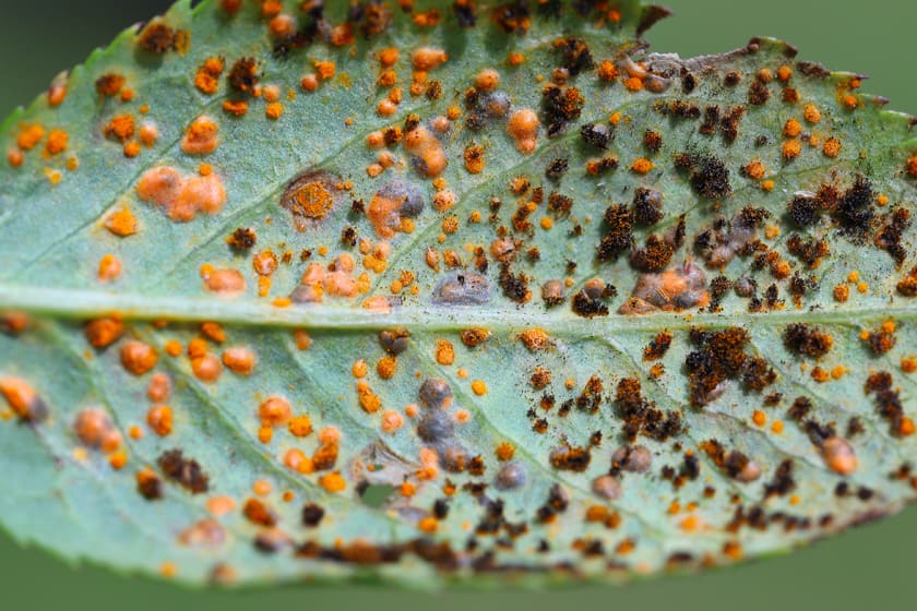 The Essential Guide To Roses | Harkness Roses