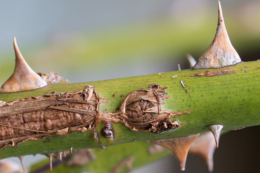 Rose - Stem Canker